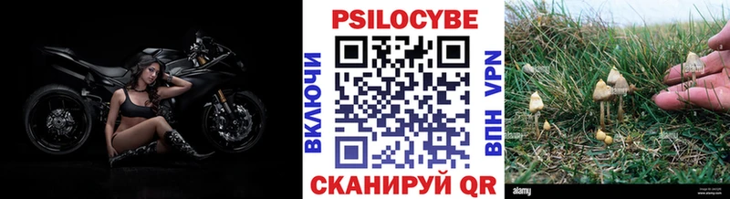 наркотики  Далматово  Галлюциногенные грибы прущие грибы 